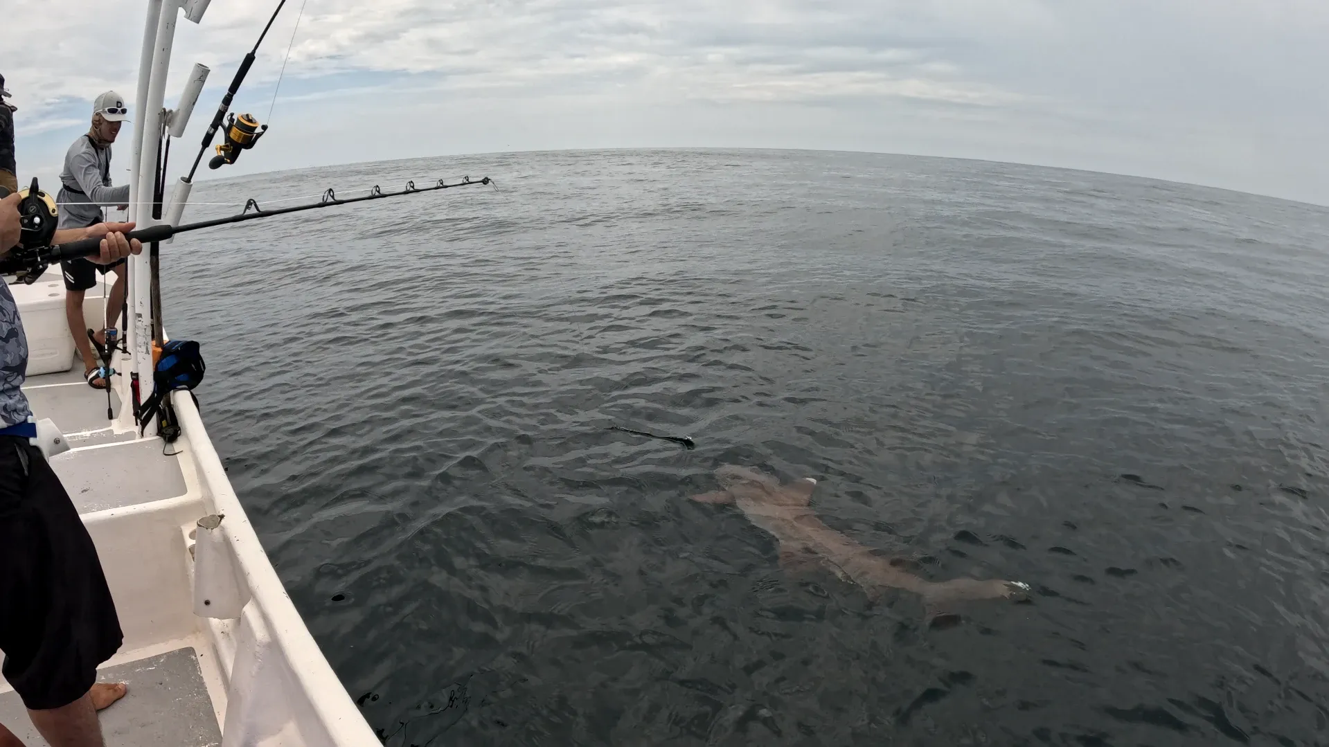 Encuentro Sorpresa: Pequeño Tiburón en Nuestra Línea de Pesca