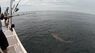 Encuentro Sorpresa: Pequeño Tiburón en Nuestra Línea de Pesca - Una captura inesperada: un pequeño tiburón se enganchó en nuestra línea de pesca, añadiendo un emocionante giro a nuestra jornada en las aguas de Cambutal.