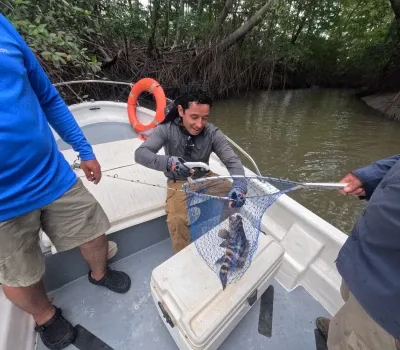 Equipo Unido: La captura compartida del Mero en Mutis - Este inolvidable momento captura a nuestro equipo de aventureros en plena acción, trabajando juntos para dominar a un poderoso Mero en las aguas de los esteros de Mutis. Es una imagen que habla de camaradería, perseverancia y el indomable espíritu de la pesca deportiva. Juntos celebramos no solo la captura, sino el increíble viaje que nos llevó hasta ella.