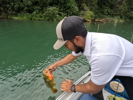 Liberando Sargento en Lago Gatun - Liberando un Sargento en el lago gatún con la embarcación Vamos'DPesca Sport Fishing