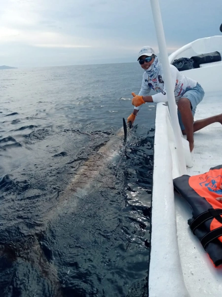 Desafío Marino: Capturando el Majestuoso Pez Marlin en Pesca Cambutal - Nuestras fotos capturan la emoción intensa de nuestros clientes al enfrentarse y capturar el majestuoso Pez Marlin. Conocido por su fuerza, tamaño y agilidad, este pez ofrece una de las experiencias más emocionantes en la pesca deportiva. Las sonrisas de triunfo en las caras de nuestros clientes reflejan la emoción de la captura y la satisfacción de un desafío superado.