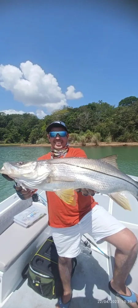 Recuerdo del Lago Gatún: Precioso Robalo - Un precioso róbalo, capturado después de una emocionante lucha en el Lago Gatún. Este es un recuerdo de la rica biodiversidad y las experiencias inolvidables que nuestros clientes disfrutan.