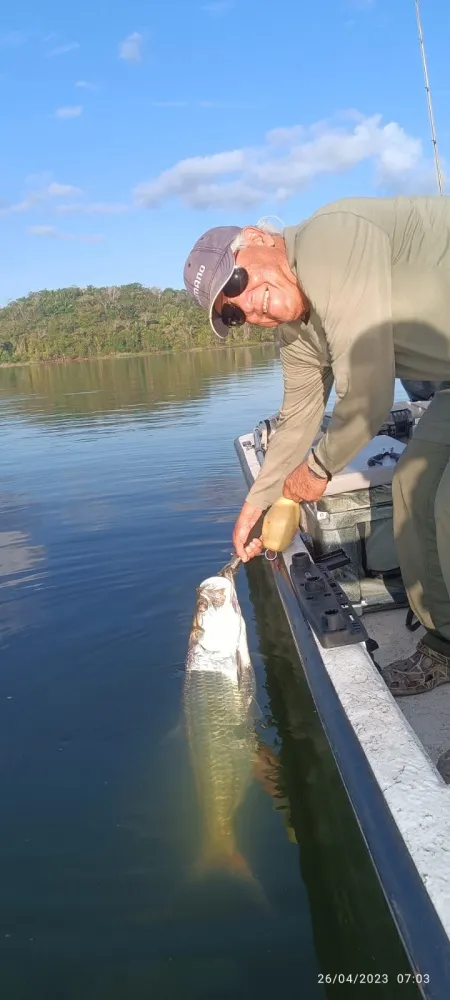 Pesca de Ensueño en el Lago Gatún: Sábalo Real en Gatun Sport Fishing - El rostro iluminado de nuestro cliente al sostener un majestuoso sábalo real captura la magia de la pesca deportiva en Gatun Sport Fishing. Este momento inolvidable simboliza la rica biodiversidad y las experiencias memorables que ofrecemos a nuestros clientes.