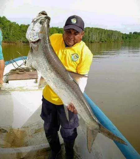 Una hazaña de pesca excepciona - Aquí, nuestro cliente muestra con alegría un Sábalo Real capturado durante su emocionante jornada de pesca con Bayano Fishing Sport. Este pez, conocido por su fuerza y ​​agilidad, ofrece una experiencia desafiante y gratificante para los amantes de la pesca deportiva. Nuestro equipo de guías expertos te llevará a los mejores lugares de pesca, donde podrás disfrutar de encuentros épicos con esta especie emblemática. Únete a nosotros y descubre por qué Bayano Fishing Sport es la elección número uno para los pescadores en busca de aventuras inolvidables en Panamá.