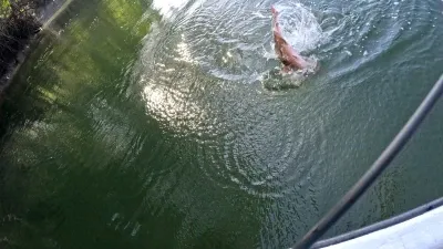 En esta toma se ve a Rainier González,  en pleno enfrentamiento con un pez que todavía no ha revelado su tamaño ni especie. Las cañas están tensas, reflejan determinación y la emoción es palpable. Este es el clímax de su jornada de pesca, el momento que definirá el éxito de su aventura en Puerto Mutis.