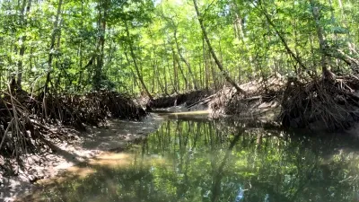 Una vista impresionante del amanecer en Puerto Mutis, capturando la tranquilidad de las primeras horas del día. La luz dorada del sol comienza a iluminar el agua en calma, mientras los mangles se despiertan en un estallido de colores vibrantes, presagiando un día de pesca perfecto.