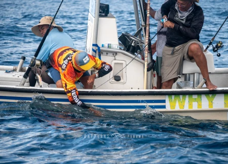 Imagen relacionada al artículo "Expedición Corimar 2025 – Tierra de Gigantes".