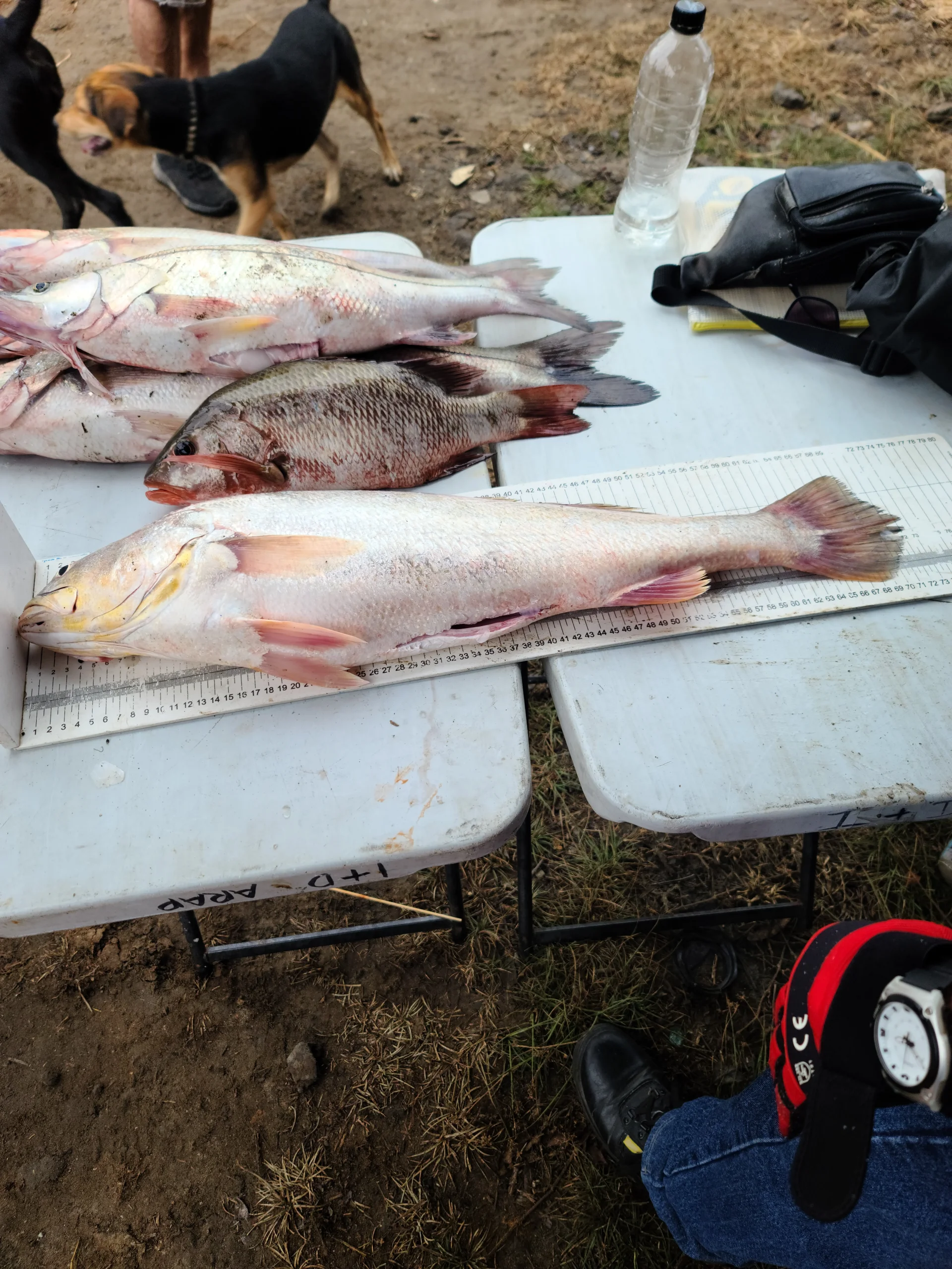 Fotos del torneo Copa Chame Extreme Fishing